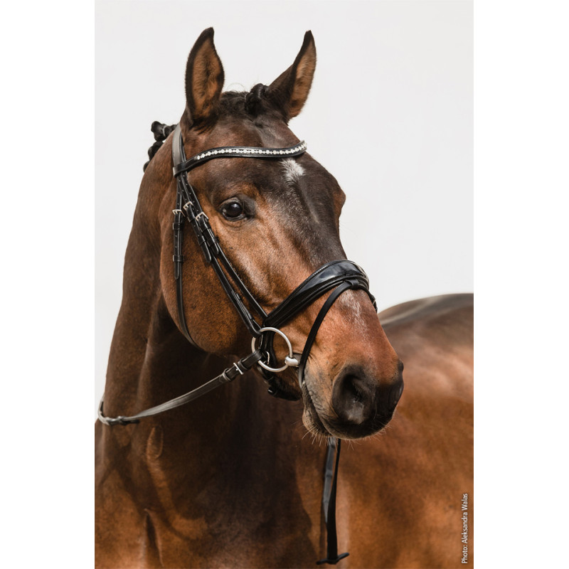 Equitus BRANTFORD Bridle