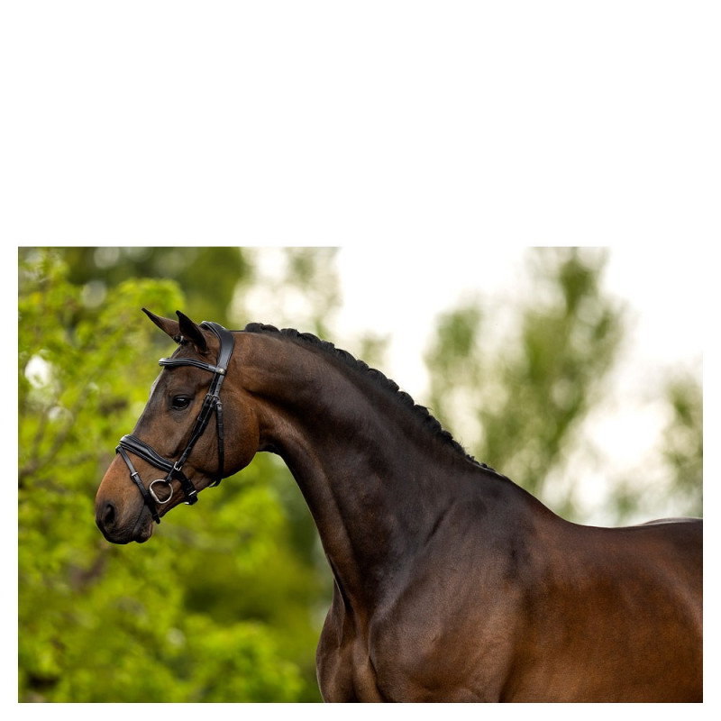 Bridle BR Luton