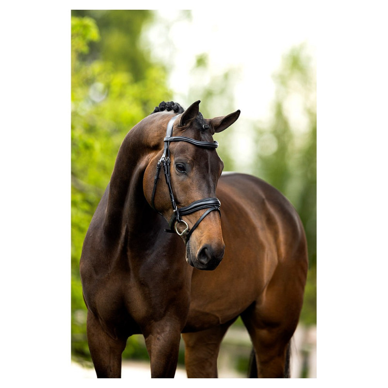 Bridle BR Luton