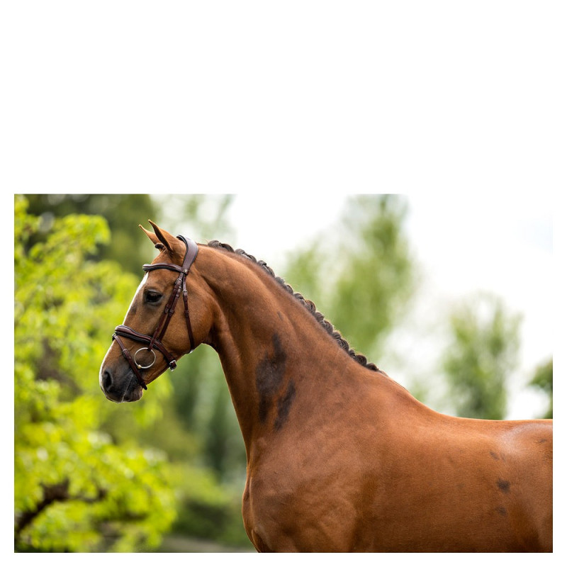 Bridle BR Luton