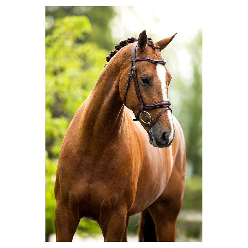 Bridle BR Luton