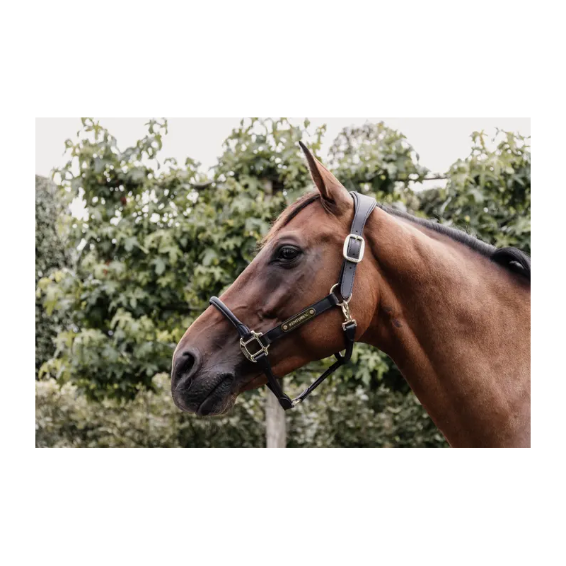 Anatomic Leather Halter - Kentucky