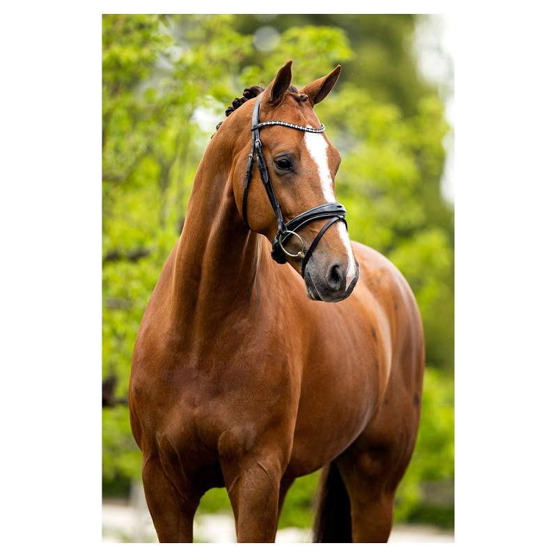 Bridle BR Longridge