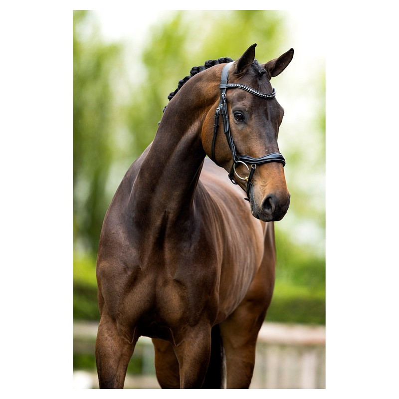 Bridle BR Stanley