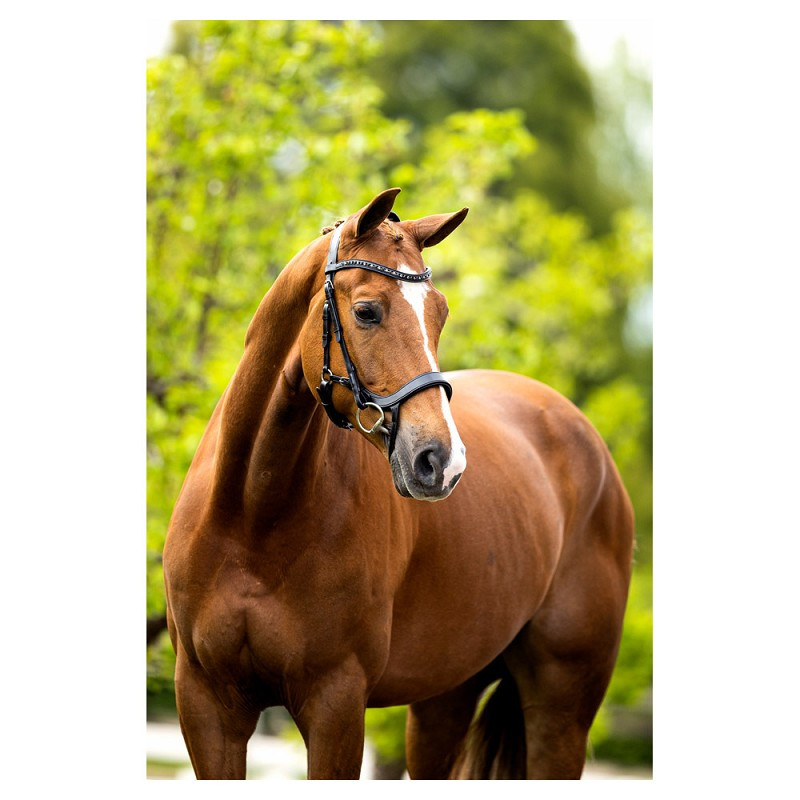 Bridle BR Mirfield