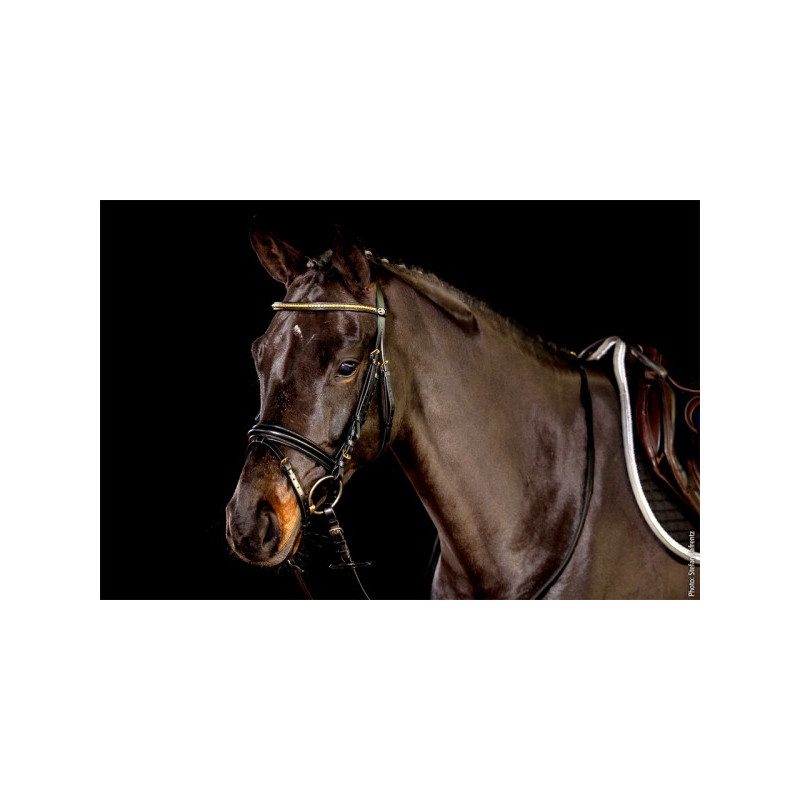 Dortmund Bridle Neo Line