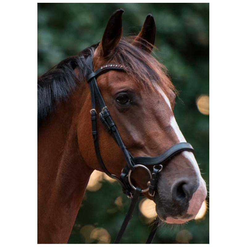 Noseband model J1 Bridle to fit