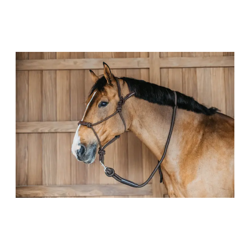Ethological Head Collar - Dy'on