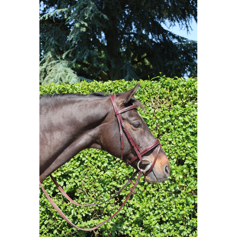 Comfort Bridle Cavaletti