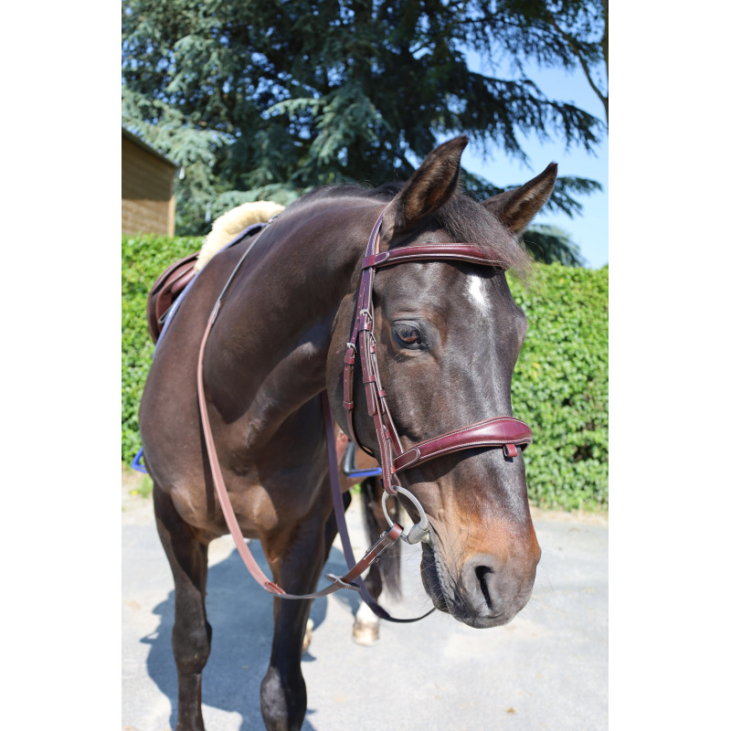 Comfort Bridle Cavaletti