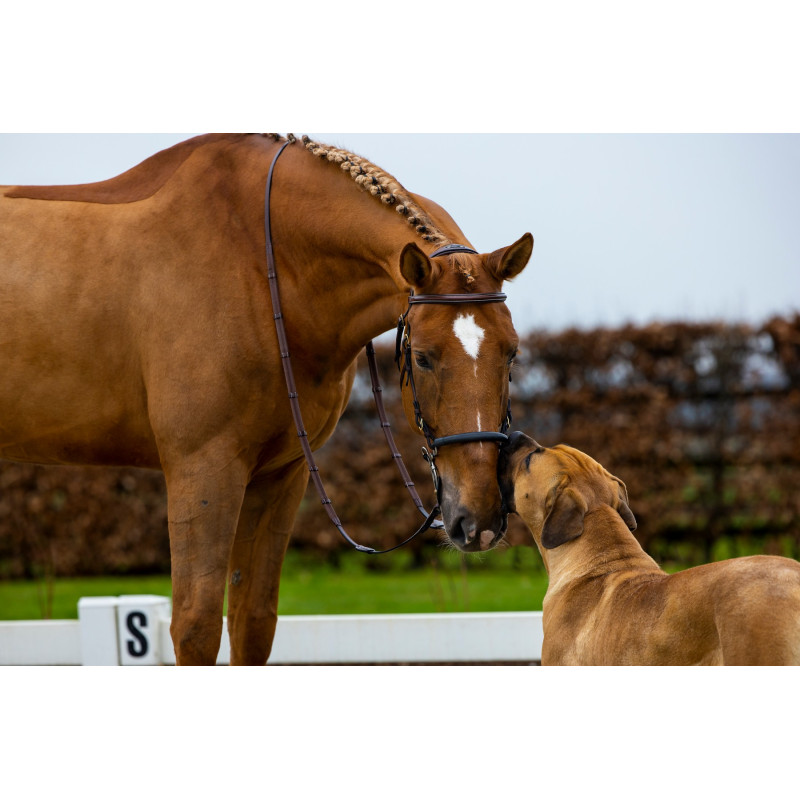 Bridle anatomic hackamore Hickstead