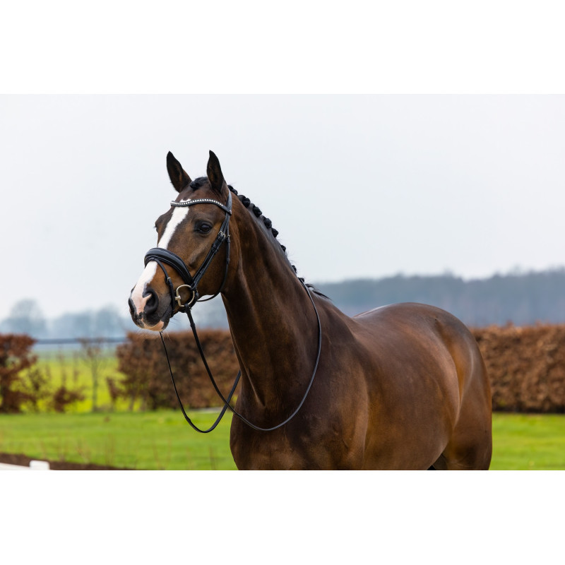 Patent Large Crank Noseband Bridle Rotterdam