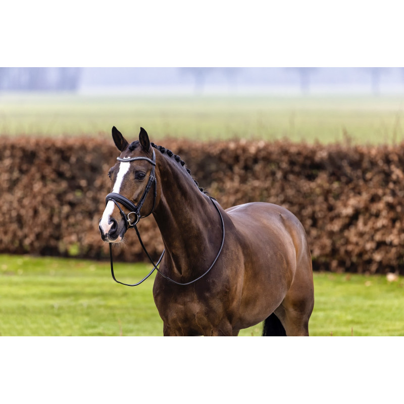Large Crank Noseband Bridle Verden