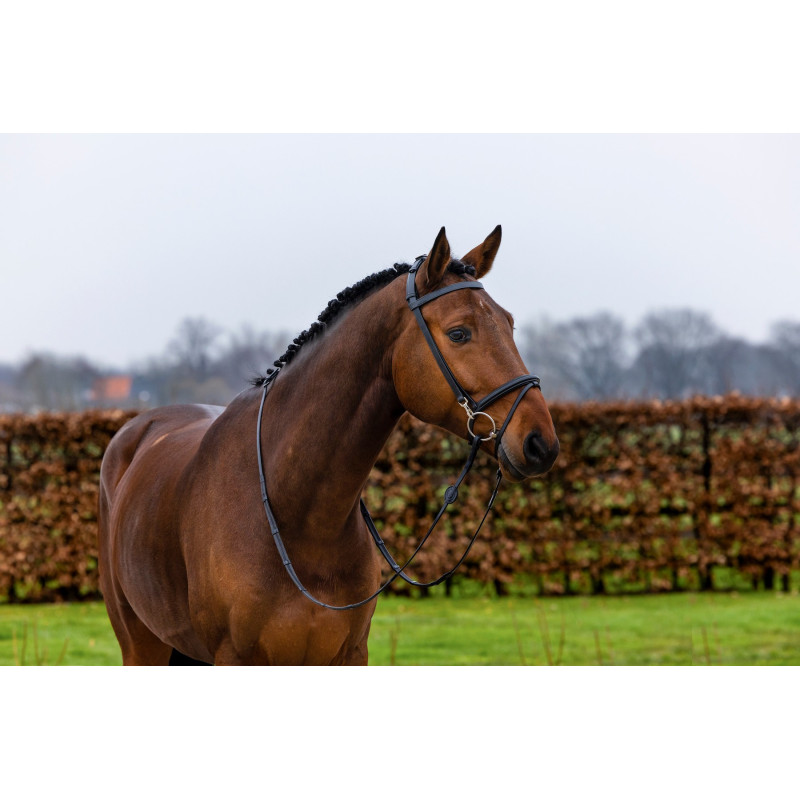 Training bridle combined noseband Hamburg