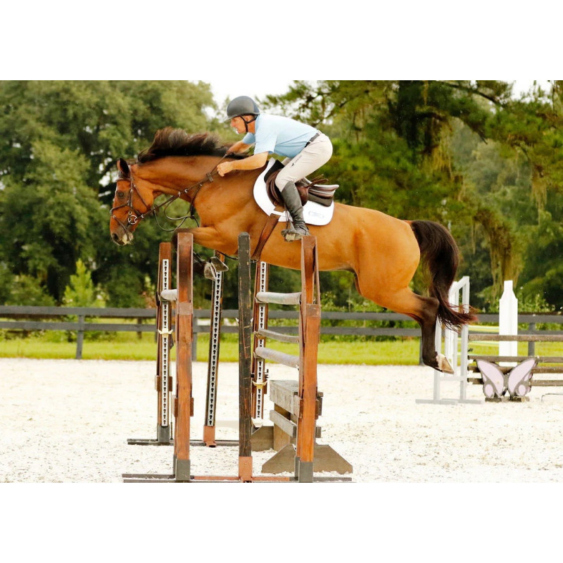 Web Reins Aaron Vale with 3 slim hand grip - Correct Connect