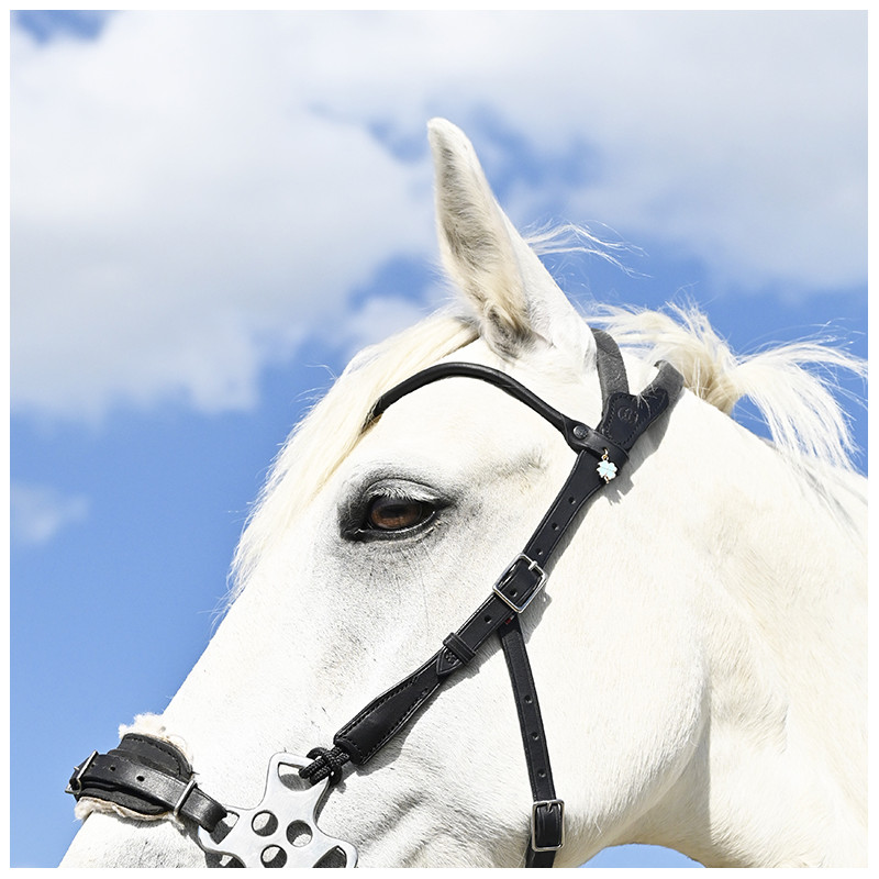Bridle "evolution" for Hackamore by IHWT