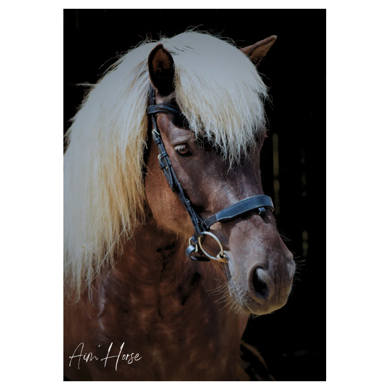 Captiv+ Snaffle - Aim'Horse