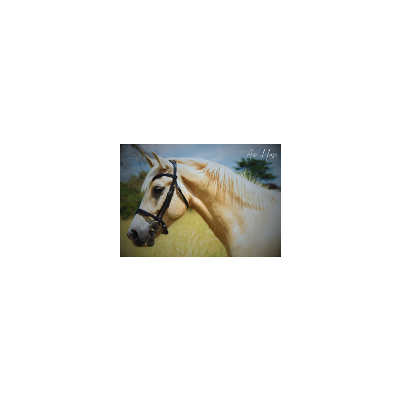 Captiv+ Snaffle - Aim'Horse