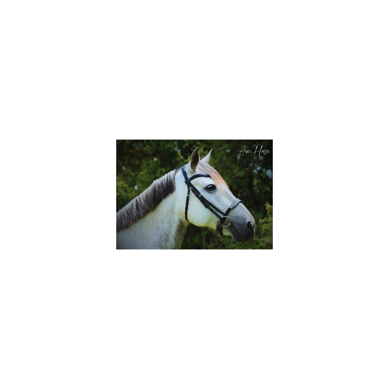 Captiv+ Snaffle - Aim'Horse