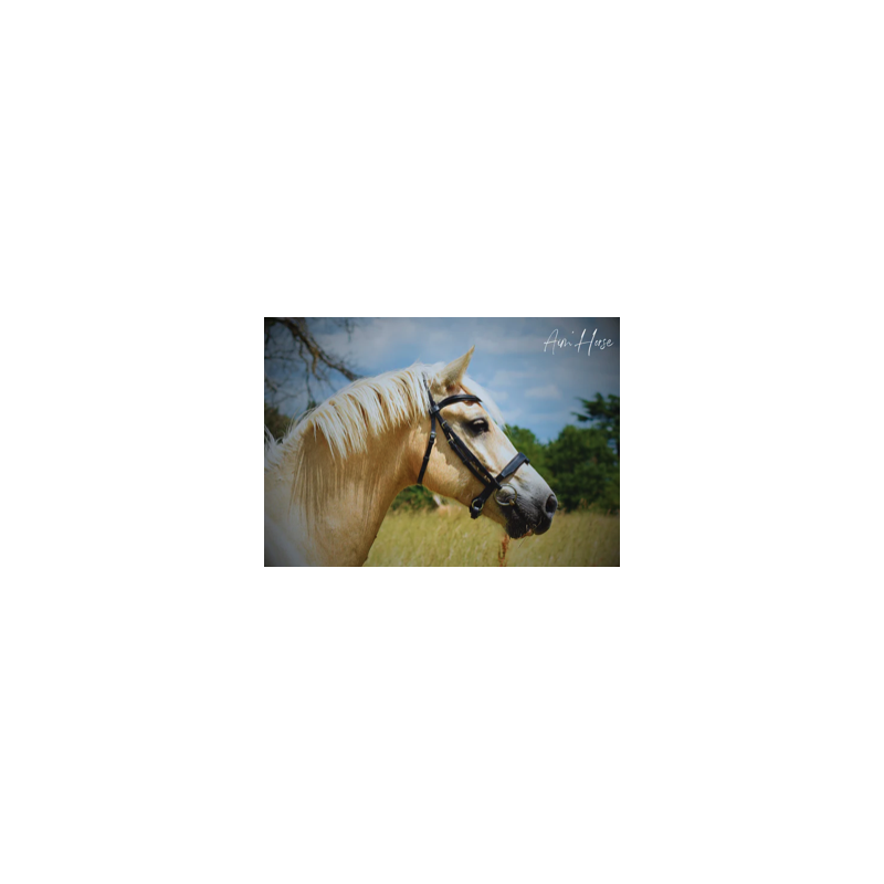 Bridon Captiv+ - Aim Horse
