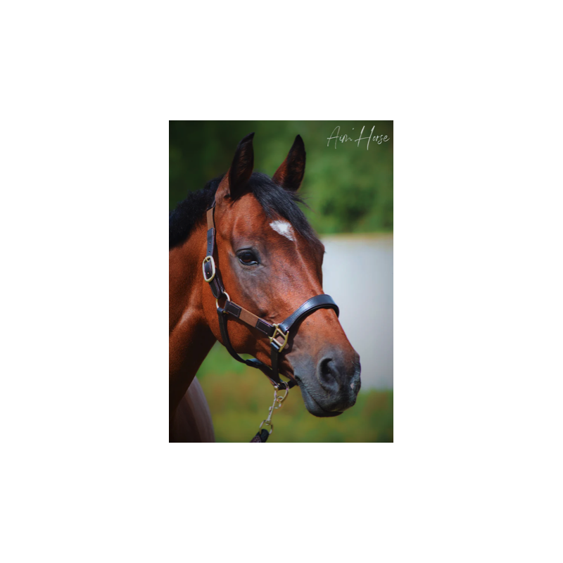 Safe+ Halter - Aim'Horse