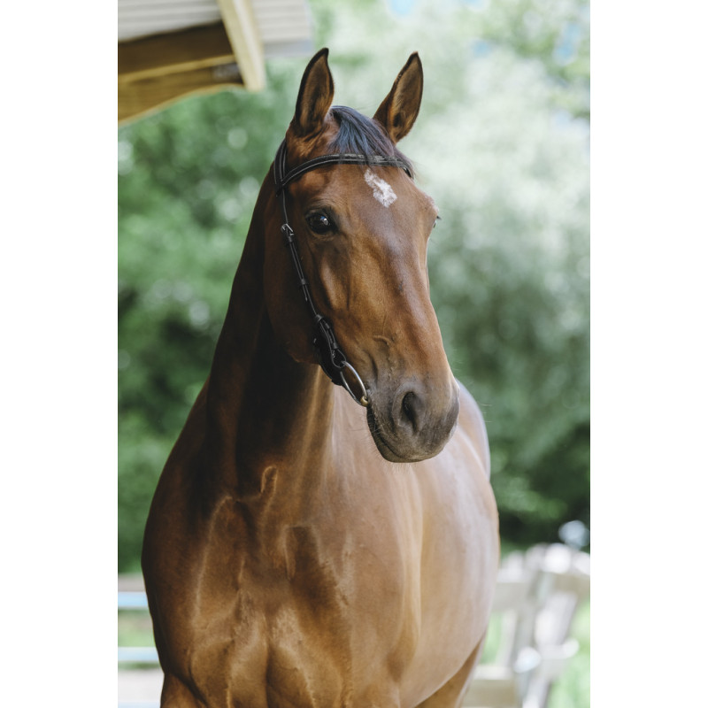 Freedom Bridle Norton