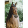 Freedom Bridle Norton