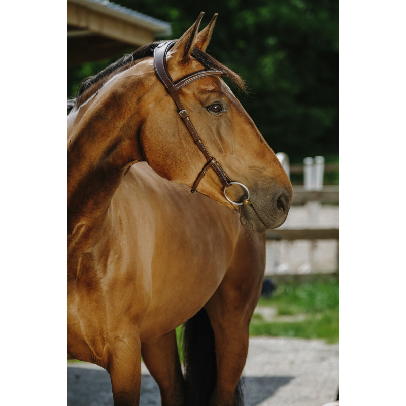 Freedom Bridle Norton