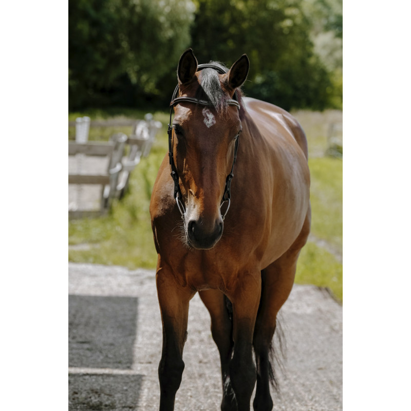 Freedom Bridle Norton