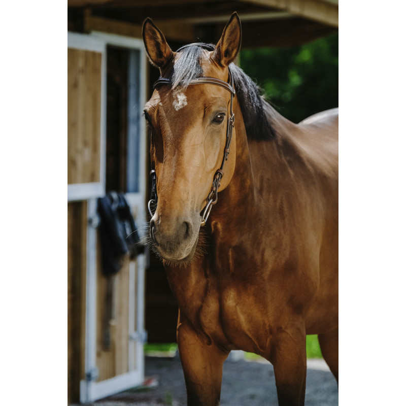 Freedom Bridle Norton