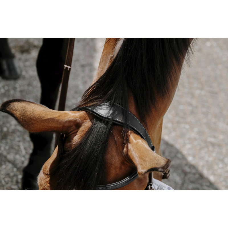 Bitless Bridle Norton
