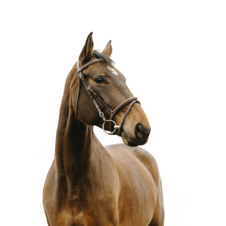 Norton Club Bridle Deco