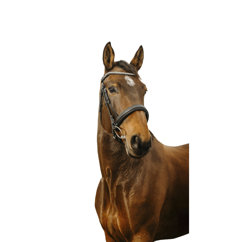 Norton Club Bridle Diva