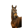 Norton Club Bridle Diva
