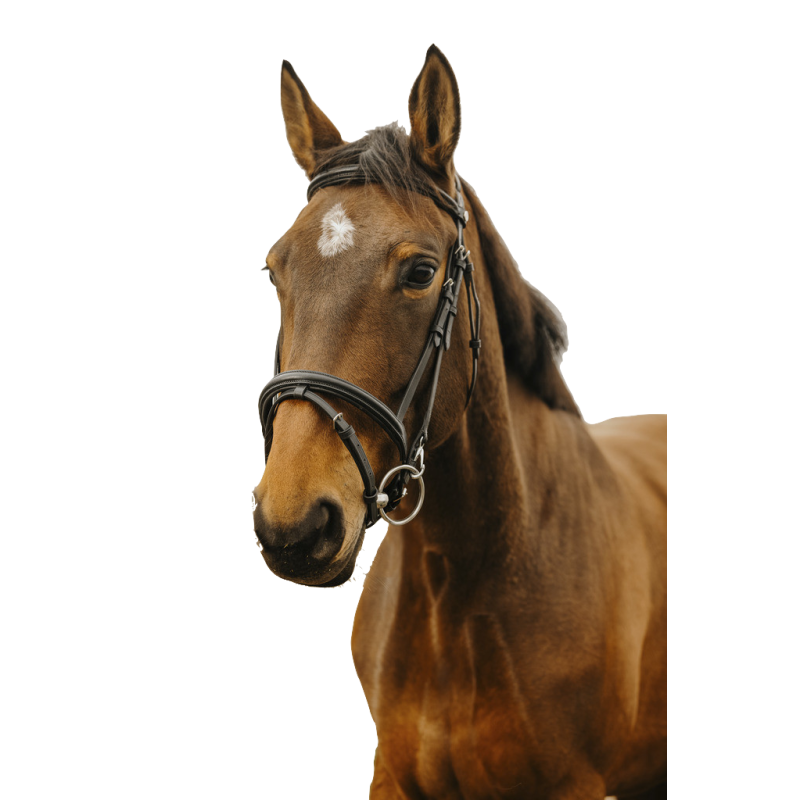 Norton Club Bridle Easy