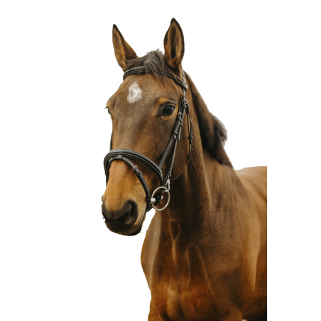 Norton Club Bridle Easy