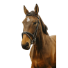 Norton Club Bridle Easy