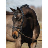 Bridle Stockholm