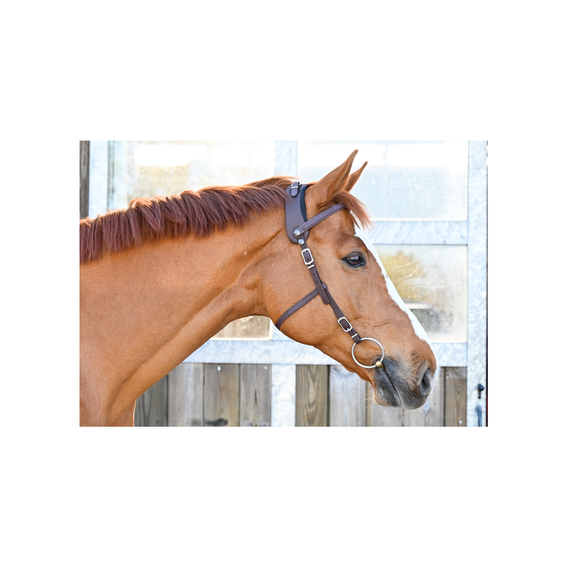 Biothane Browband for Bridle Equitrense