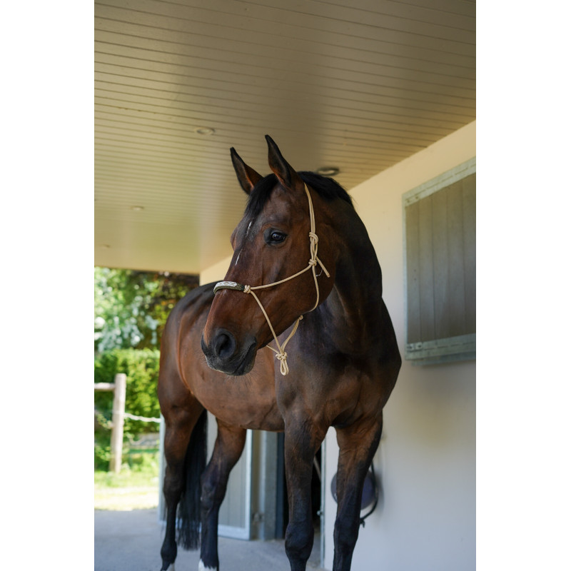Ethological halter