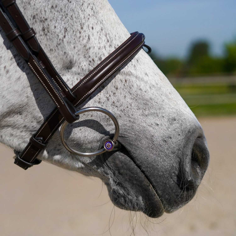 Fancy" Bridle - Working by Dy'on
