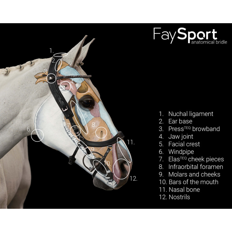 Bridon Faysport - Presteq