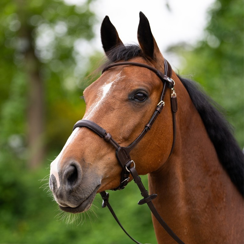 Bitless Bridle Evolution Collection | Mors & More