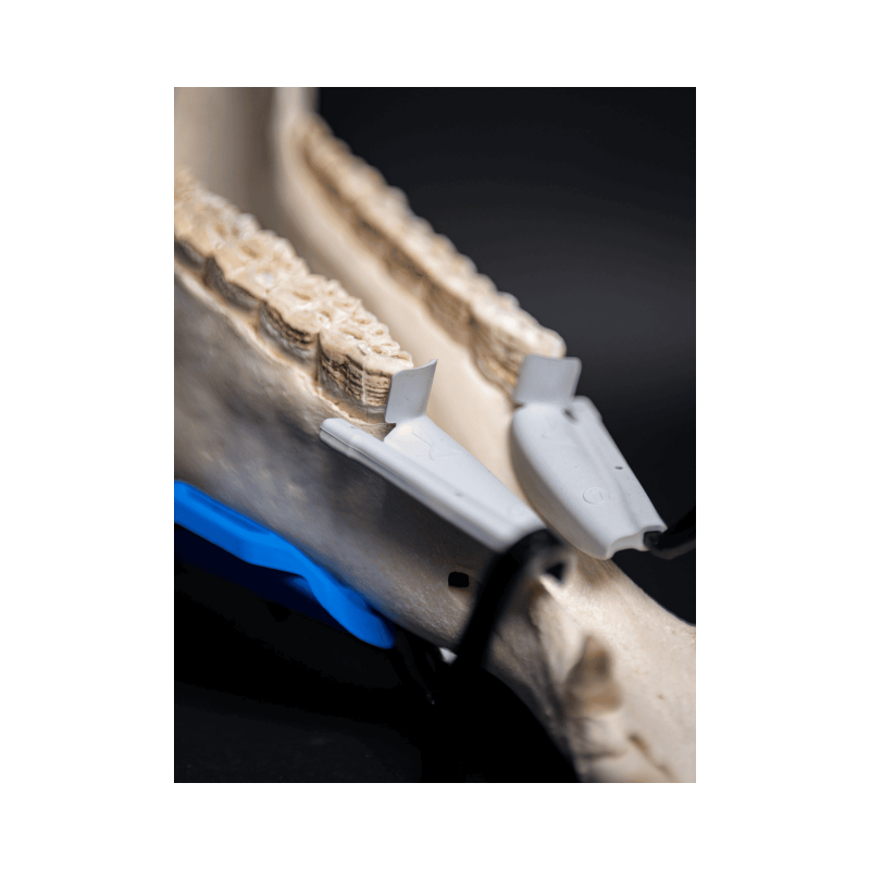 Protège-gencives pour le confort et la protection buccal de votre cheval - PROTEC | Mors & More