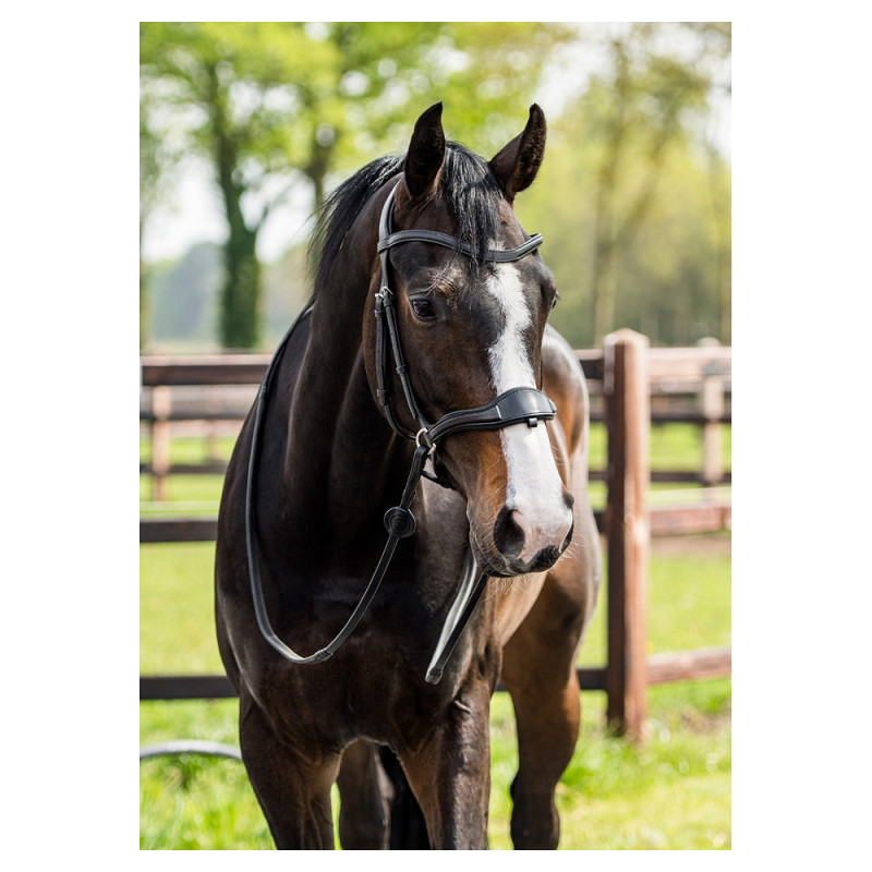 Falsterbo bridle combined noseband - Trust | Mors & More