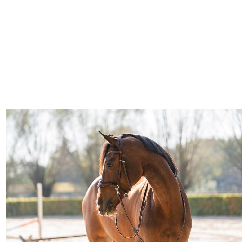Falsterbo bridle combined noseband - Trust | Mors & More
