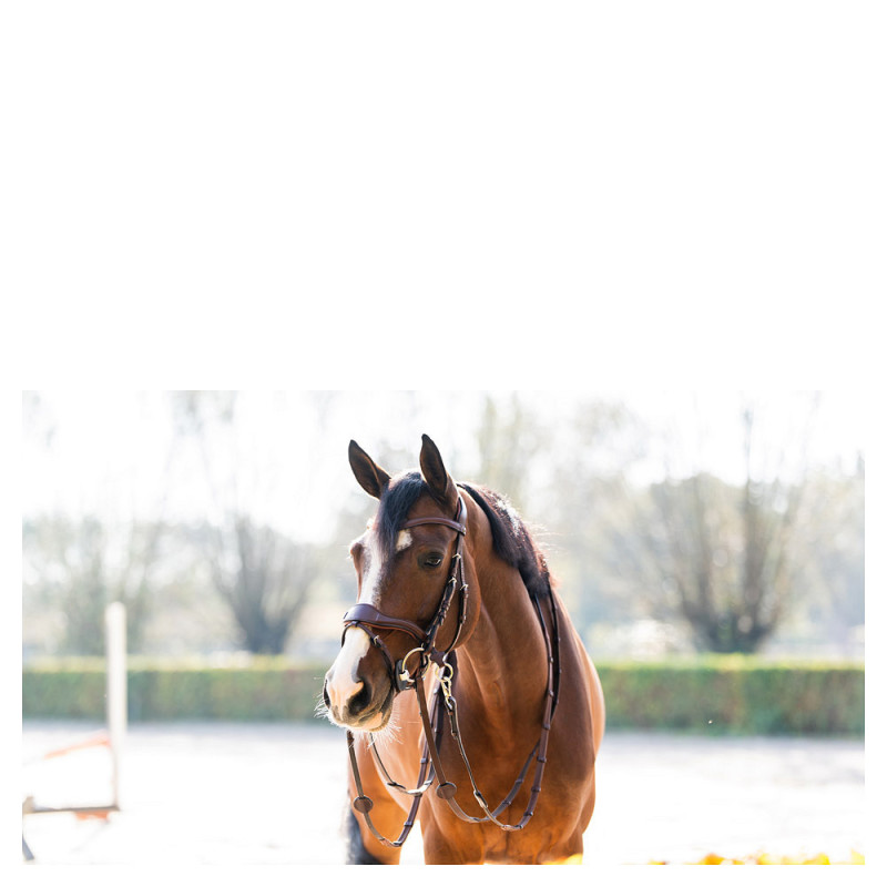 Falsterbo bridle combined noseband - Trust | Mors & More