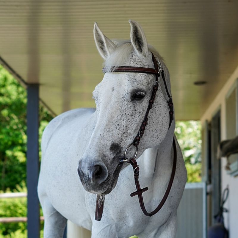 Freedom Bridle - Flags And Cup
