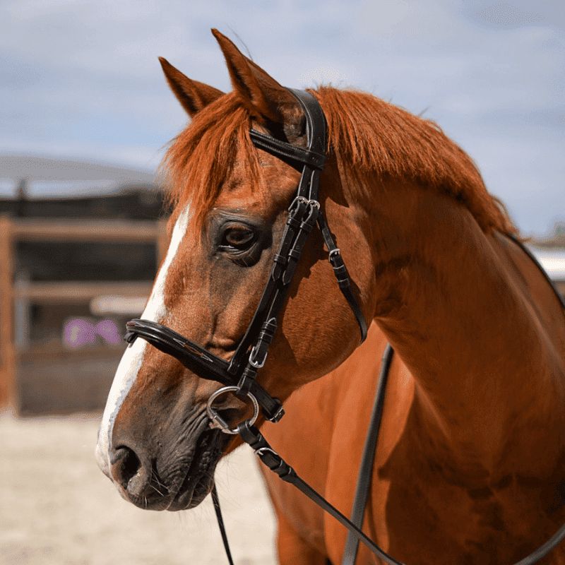 Elite Hybrid Form Bridle - Eric Thomas