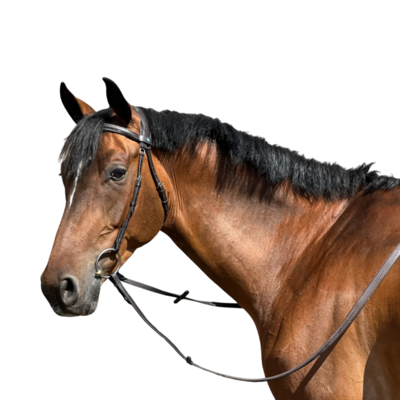 Manet Bridle - T de T | Mors & More